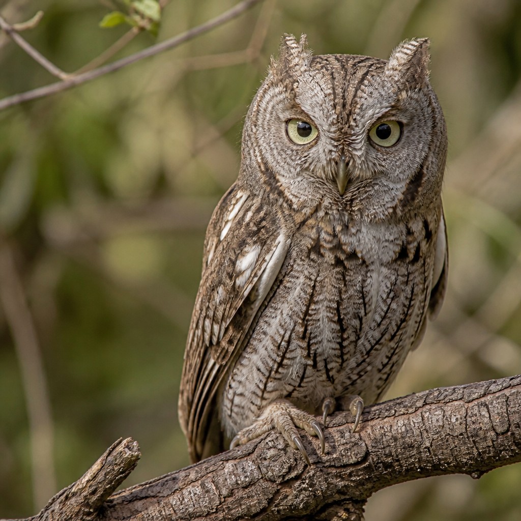 Western Screech-Owl