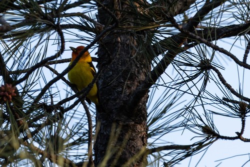 Western Tanager