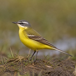 Western Yellow Wagtail Identification Guide