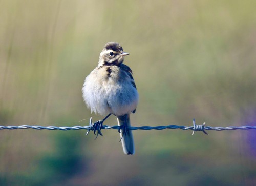 Western Yellow Wagtail