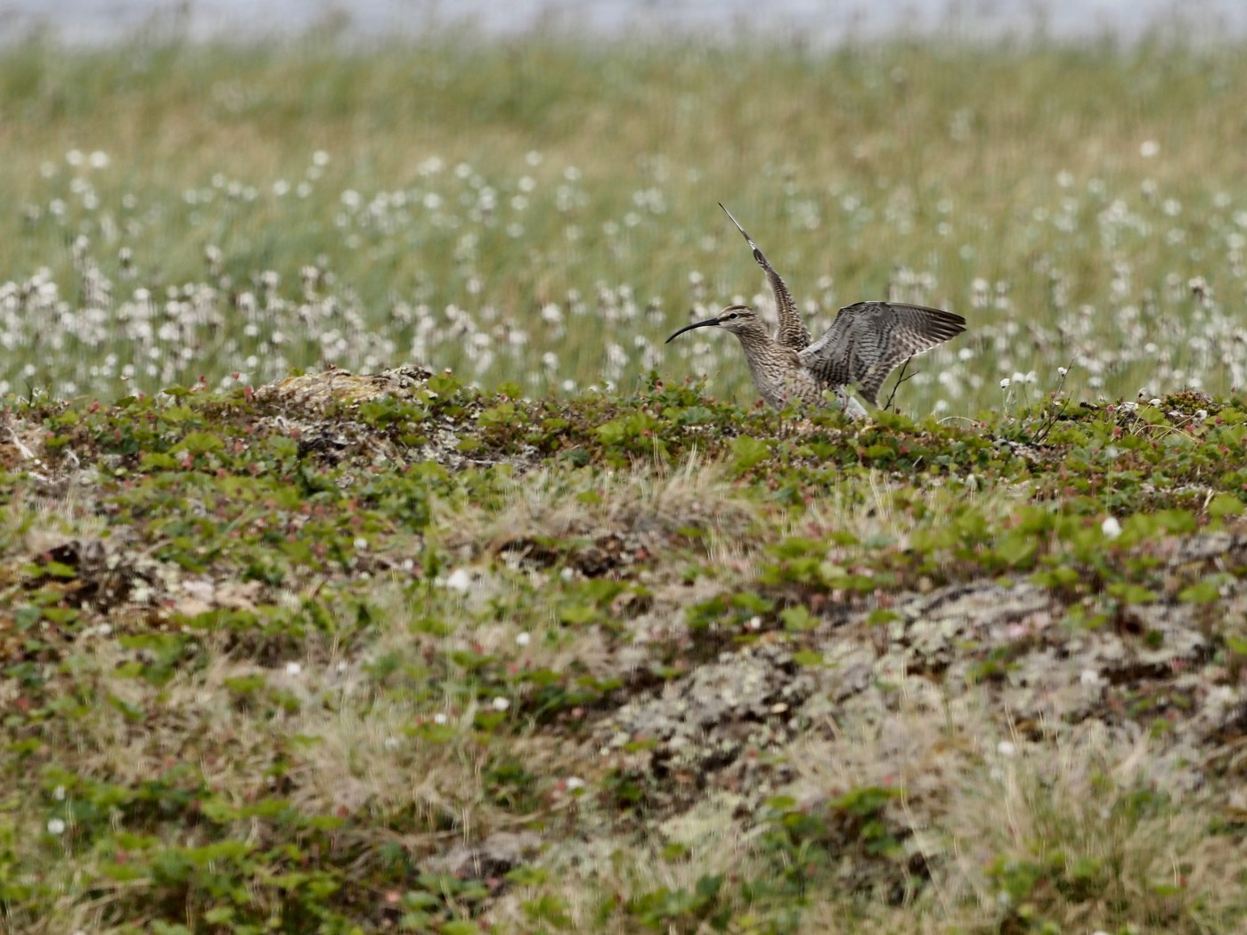 Whimbrel (Numenius phaeopus)