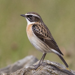Whinchat Identification Guide