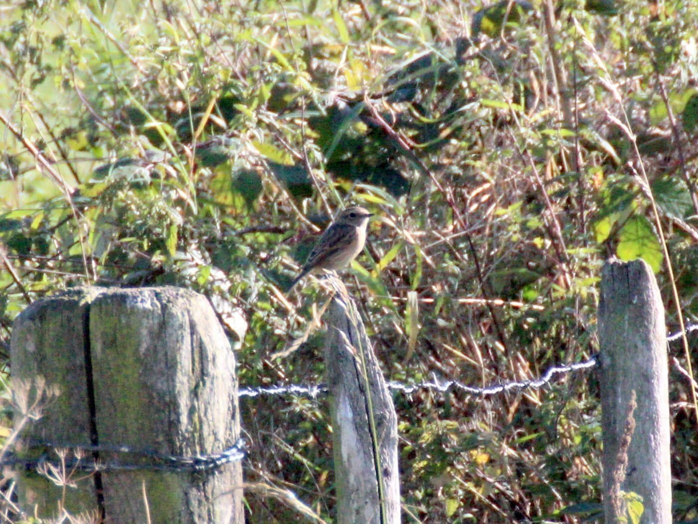 Whinchat Identification Guide