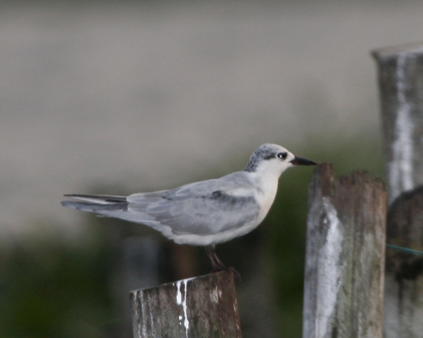Whiskered Tern (Chlidonias hybrida)