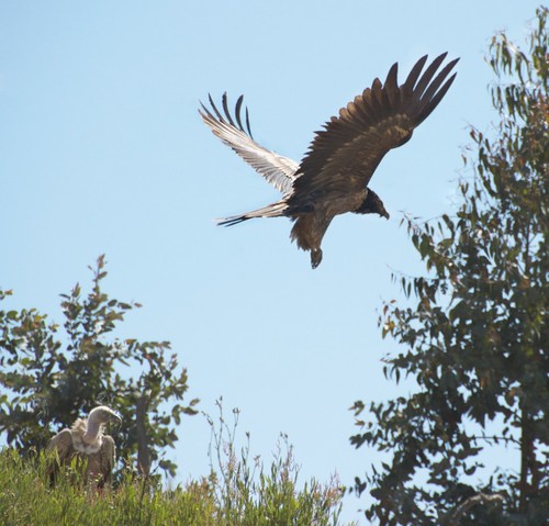 White-backed Vulture