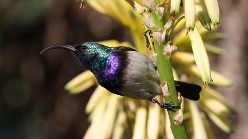 White-bellied Sunbird