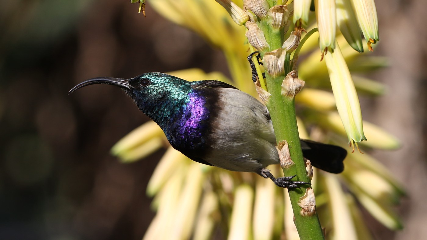 White-bellied Sunbird Identification Guide