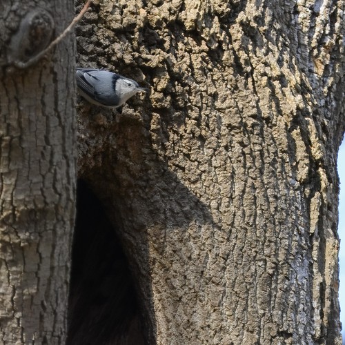 White-breasted Nuthatch