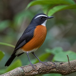 White-browed Robin-Chat Identification Guide