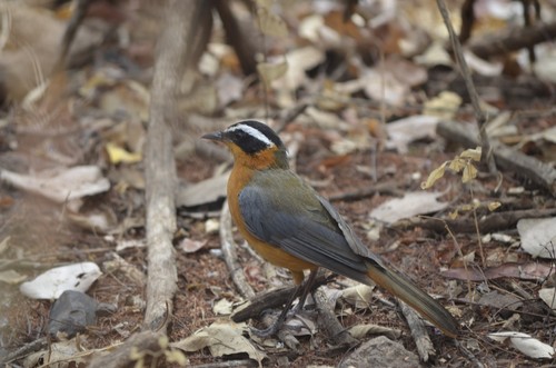 White-browed Robin-Chat