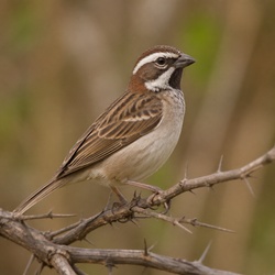 White-browed Sparrow-Weaver Identification Guide