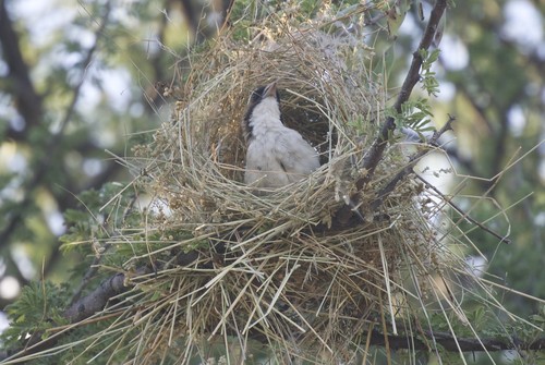 White-browed Sparrow-Weaver