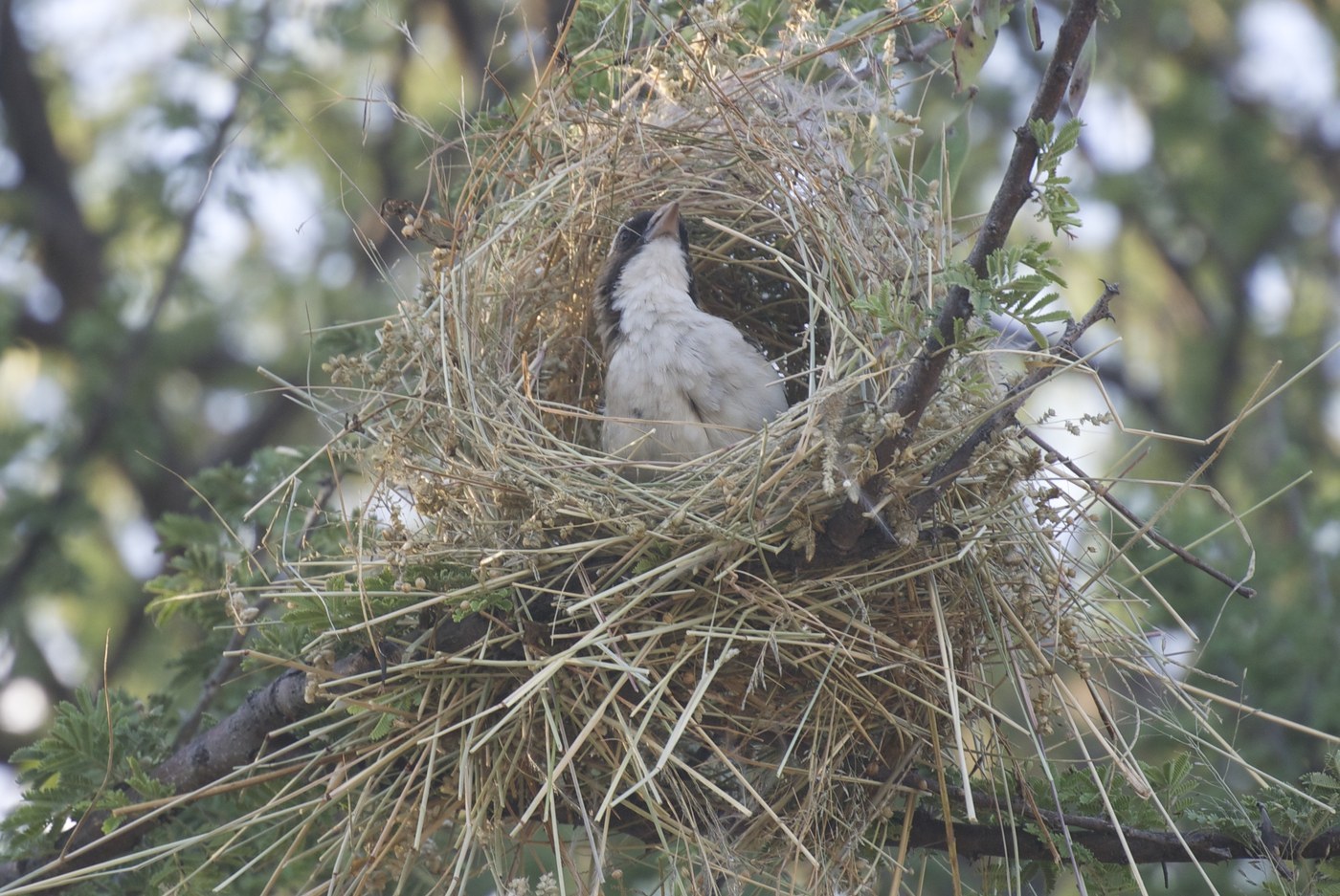 White-browed Sparrow-Weaver (Plocepasser mahali)