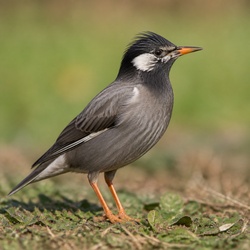 White-cheeked Starling Identification Guide