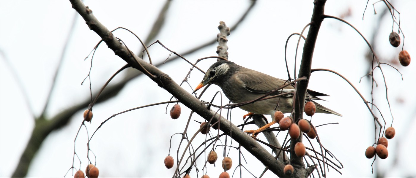 White-cheeked Starling (Spodiopsar cineraceus)