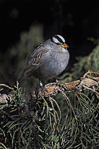 White-crowned Sparrow