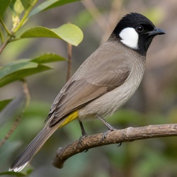 White-eared Bulbul Identification Guide