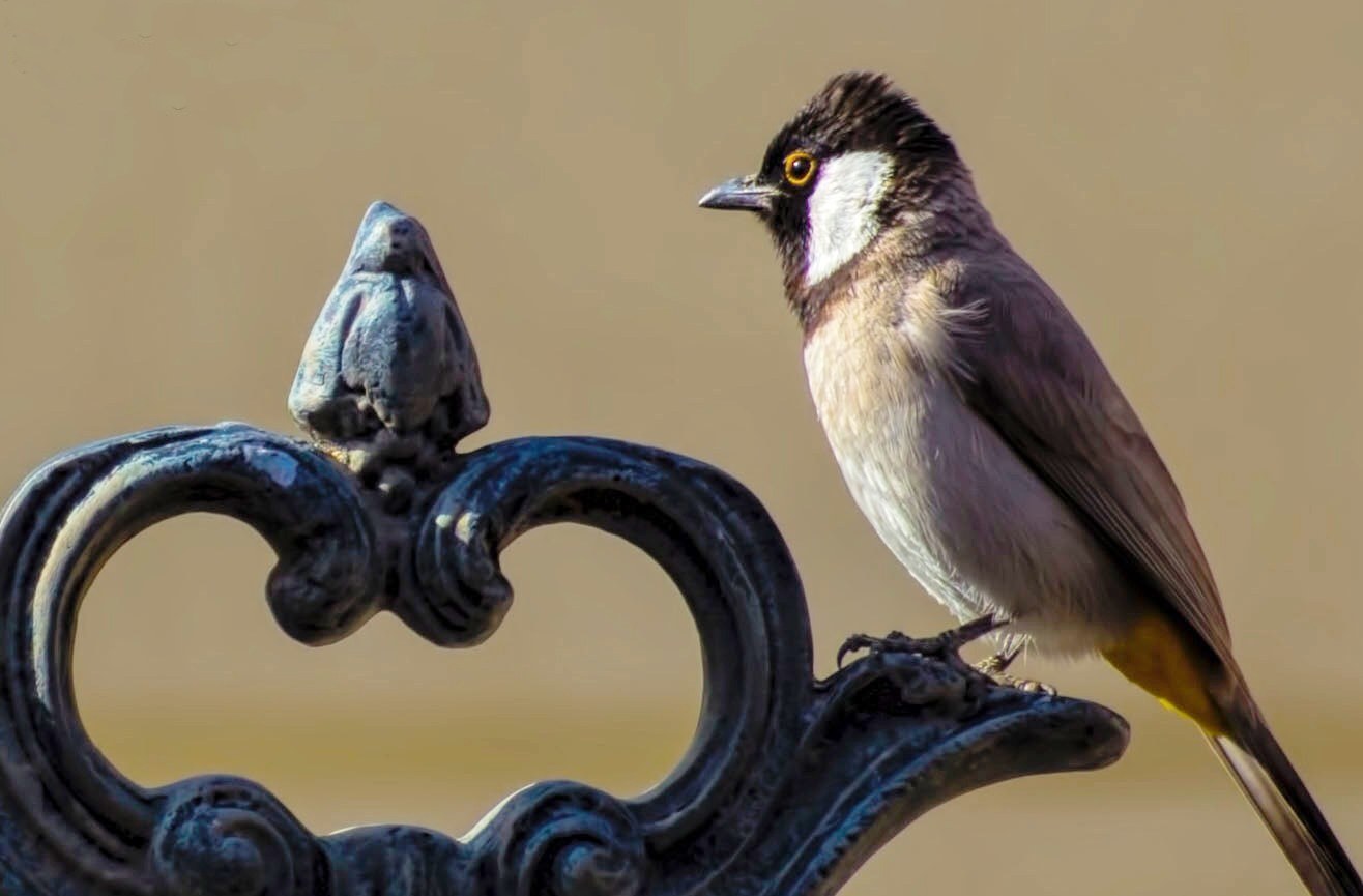 White-eared Bulbul (Pycnonotus leucotis)