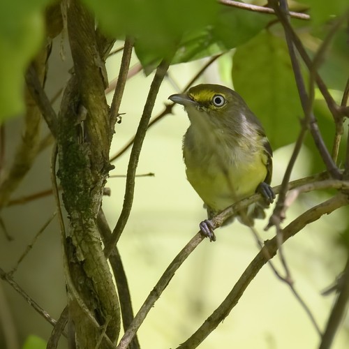 White-eyed Vireo