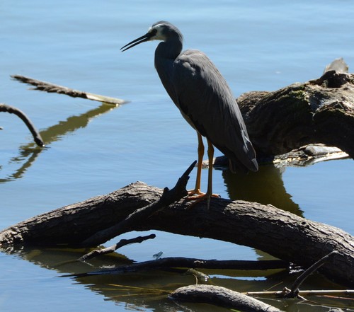 White-faced Heron
