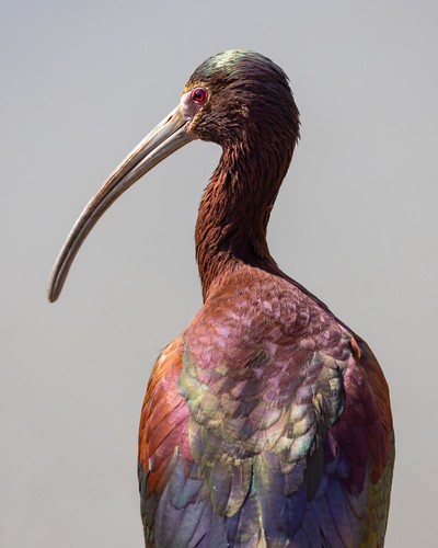 White-faced Ibis