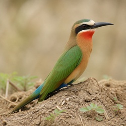 White-fronted Bee-eater Identification Guide