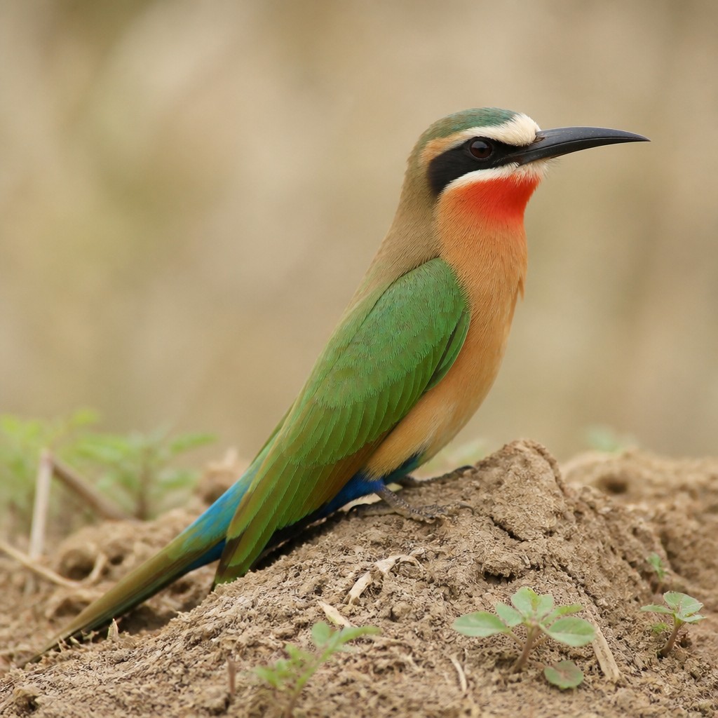 White-fronted Bee-eater (Merops bullockoides)