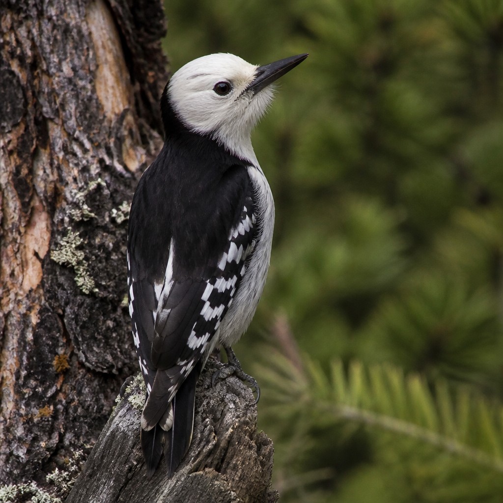 White-headed Woodpecker (Dryobates albolarvatus)