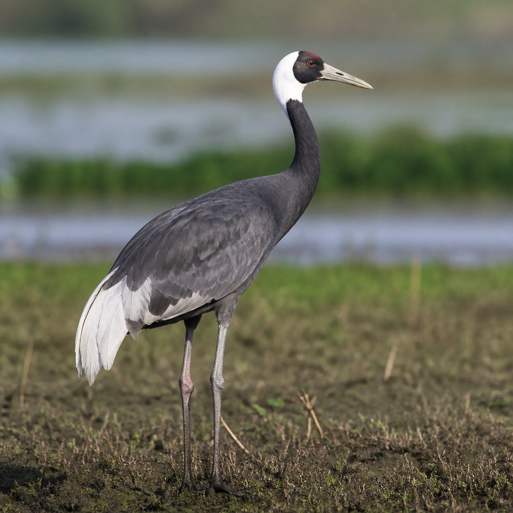 White-naped Crane