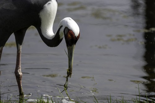 White-naped Crane