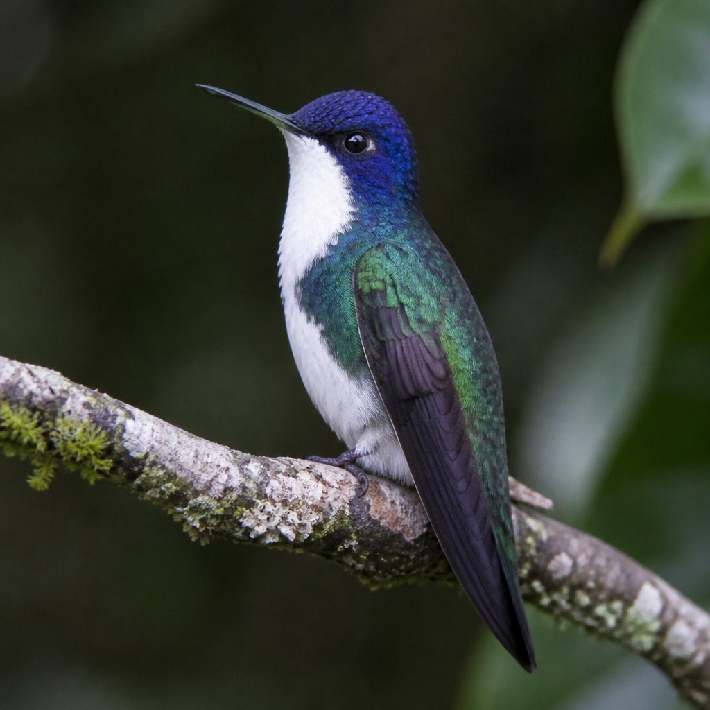 White-necked Jacobin