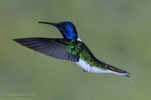 White-necked Jacobin