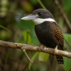 White-necked Puffbird Identification Guide