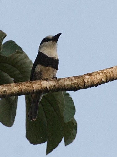 White-necked Puffbird