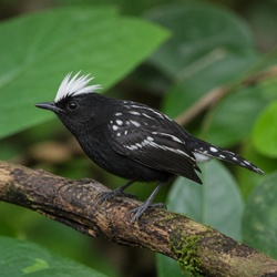 White-plumed Antbird Identification Guide