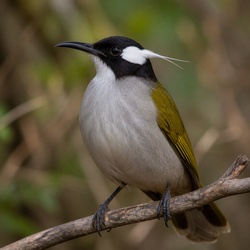 White-plumed Honeyeater Identification Guide
