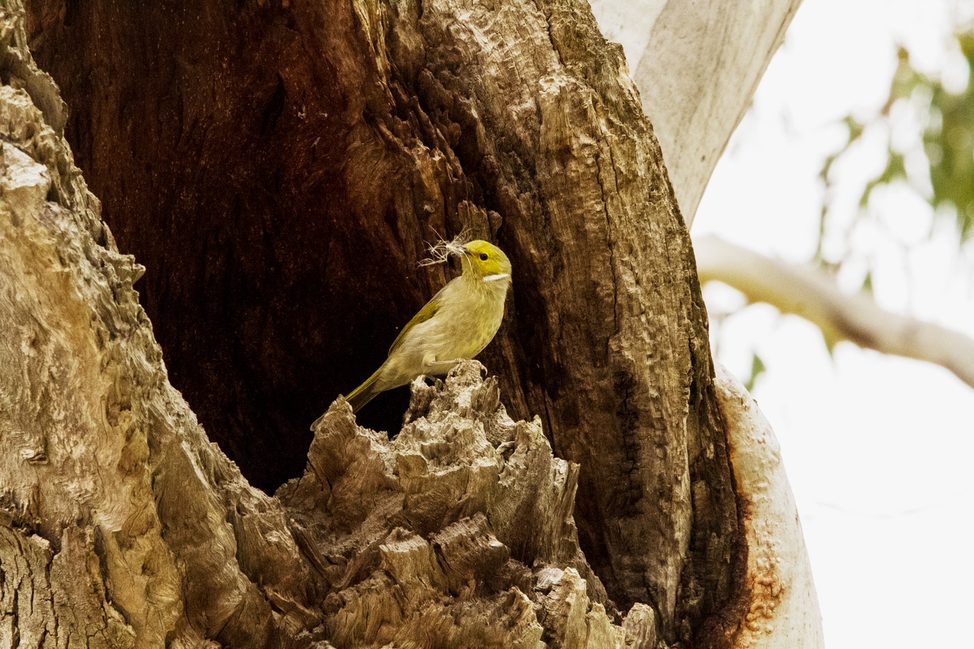 White-plumed Honeyeater (Ptilotula penicillata)