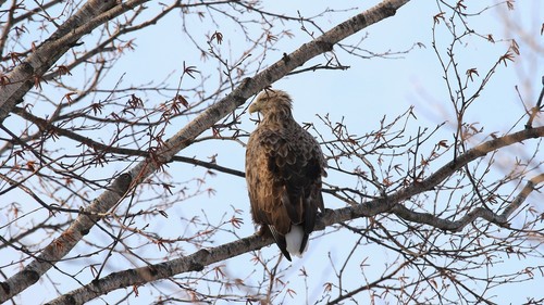 White-tailed Eagle