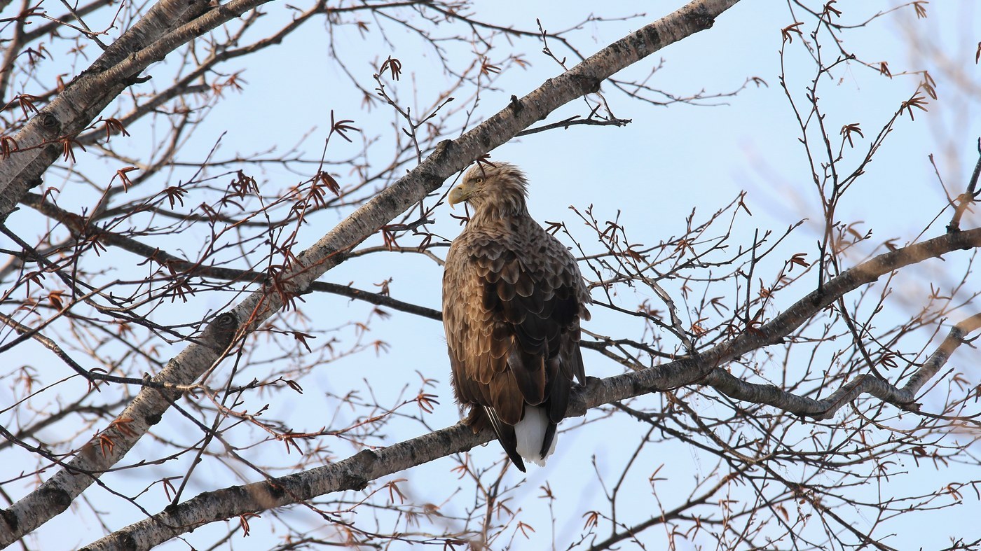White-tailed Eagle (Haliaeetus albicilla)