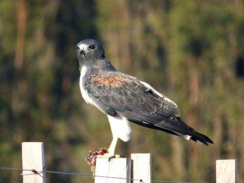 White-tailed Hawk