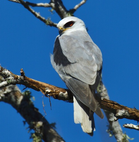 White-tailed Kite