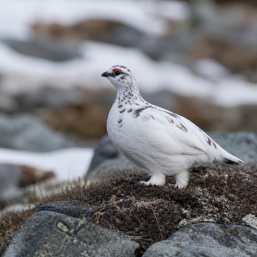 White-tailed Ptarmigan (Lagopus leucura)