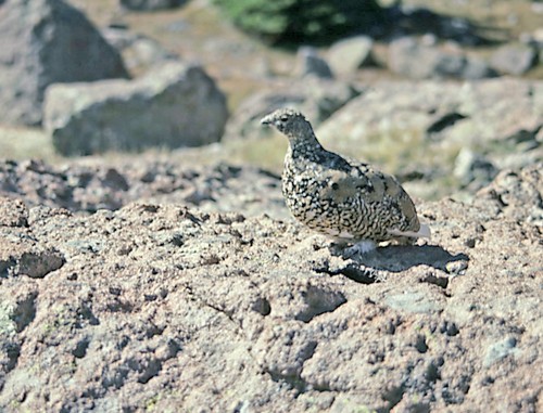 White-tailed Ptarmigan