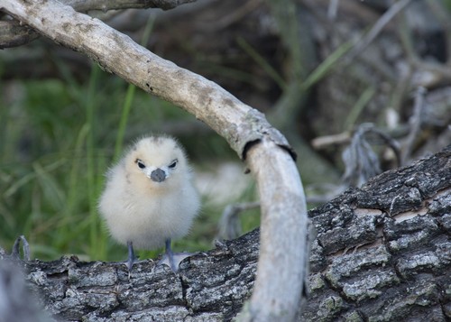 White Tern