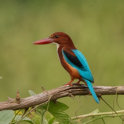 White-throated Kingfisher Identification Guide