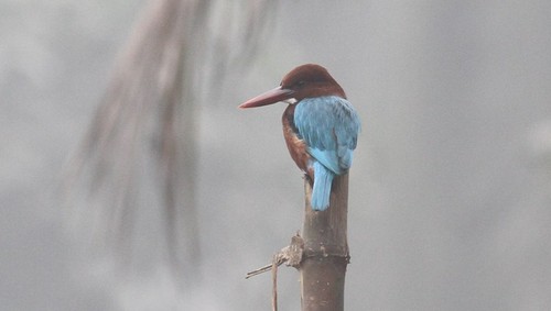 White-throated Kingfisher