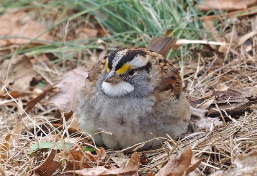 White-throated Sparrow