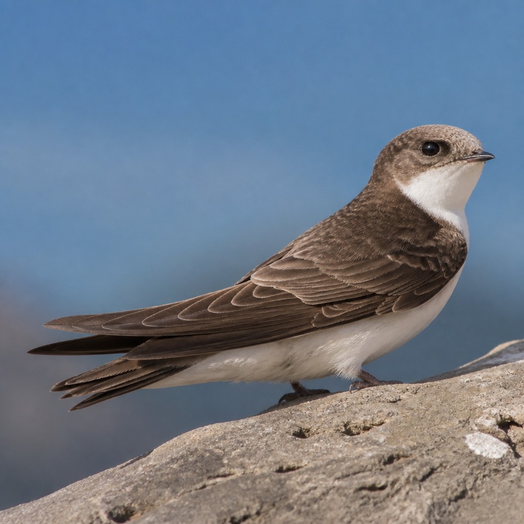 White-throated Swift