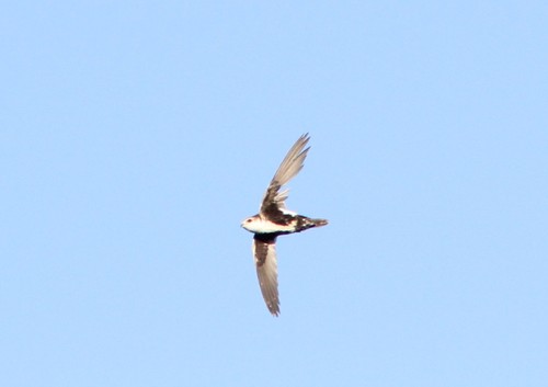 White-throated Swift