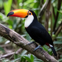 White-throated Toucan Identification Guide